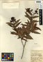 Calyptranthes bartlettii Standl., Belize, H. H. Bartlett 11458, F